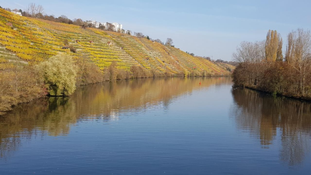 Ein Fluss fließt durch ein grünes Feld neben einem Hügel mit Bäumen, flankiert von Weinbergen unter einem klaren blauen Himmel mit Gebäuden im Hintergrund.