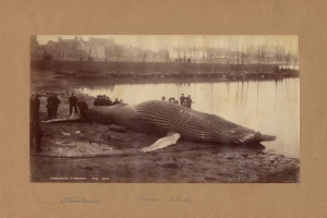 Altes Schwarz-Weiß-Foto eines Buckelwals, der an Land gespült wurde, mit einer Menge Menschen drumherum, Booten im Wasser dahinter, Gebäuden entlang der Küste und einem klaren Himmel darüber, mit Text unten.