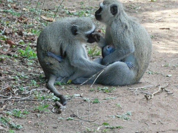 Zwei Grüne Meerkatzen sitzen auf dem Boden im Kruger-Nationalpark, wobei eine ein Baby im Arm hält.