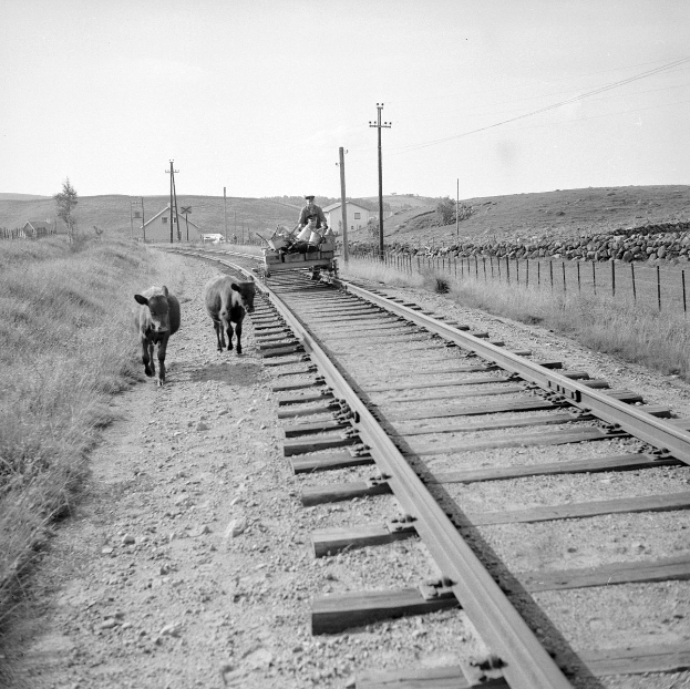 Schwarz-weiß-Foto von zwei Kühen, die auf den Schienenwegen gehen, mit einer Person, die auf einem Fahrzeug in der Vordergrund sitzt, Gras und einem Zaun auf beiden Seiten der Schienen, und Häusern, Bäumen, Pfählen und Himmel im Hintergrund.