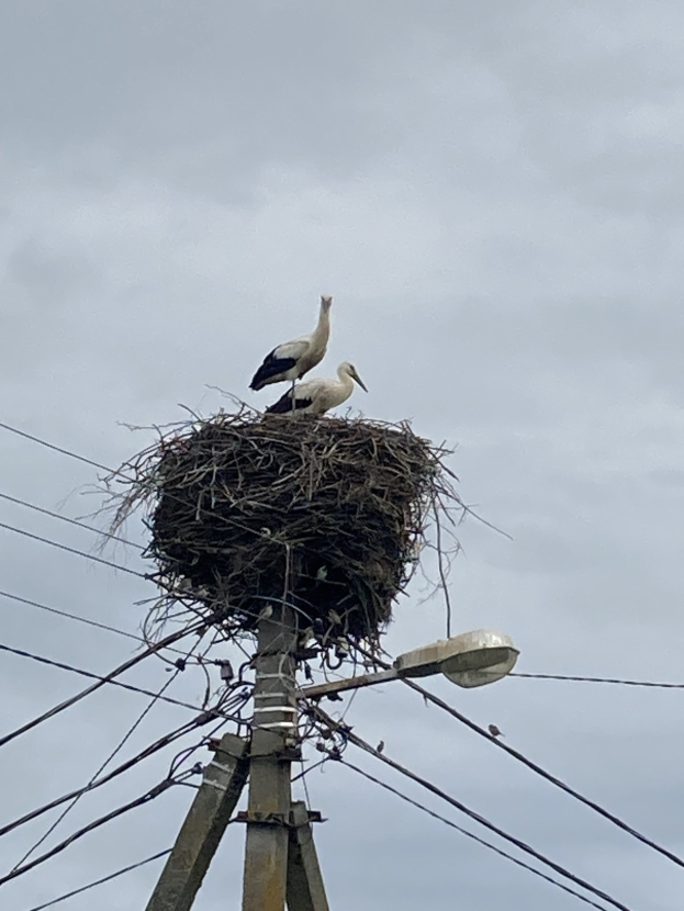 Zwei Weißstörche auf einem Nest auf einer Stromleitung sitzend, mit einer Straßenlaterne, die sie beleuchtet und Drähte, die entlang des Mastes verlaufen.